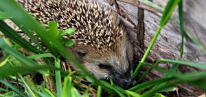 Границы и здоровое эго - ёжик