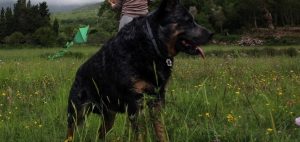 Правда или правота? Добрая собака и злые родители