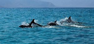 медитация с дельфинами