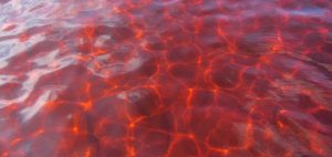 Жизнь и пробуждение