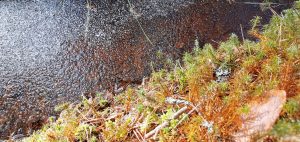 Где правда, если мы все умрём?