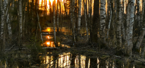 главная встреча