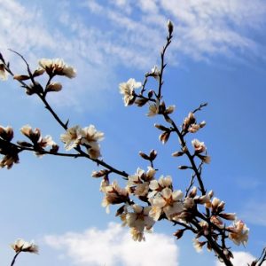 Живая Медитация