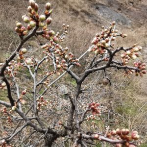 Практика Присутствия