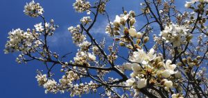 Жертва мира или автор жизни